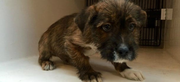 Perché i cani hanno paura del temporale?