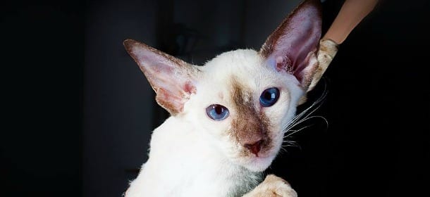 Gatto Peterbald, l'eleganza di un abile saltatore