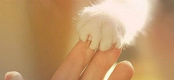 Gatti: tutti i segreti per una manicure perfetta... da fare in casa!