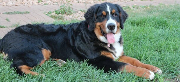 Bovaro del Bernese, il cane baby sitter che non ti aspetti