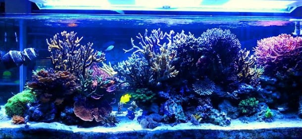 Alghe nell'acquario? Qualche consiglio per eliminarle