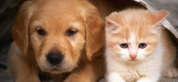 Cani, gatti e segni zodiacali: il carattere è scritto nelle stelle