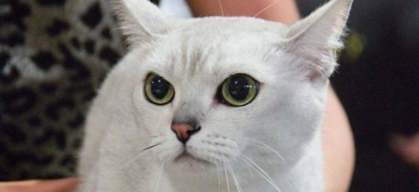 Burmilla: un gatto vivace e giocherellone, ma sempre molto raffinato