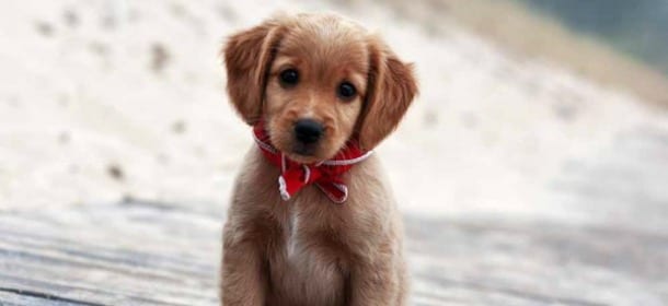 Cani: ecco 20 motivi più che validi per non prenderne mai uno in casa