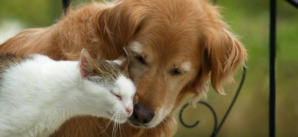 Vacanza con cani e gatti: il kit di pronto soccorso per viaggiare sereni