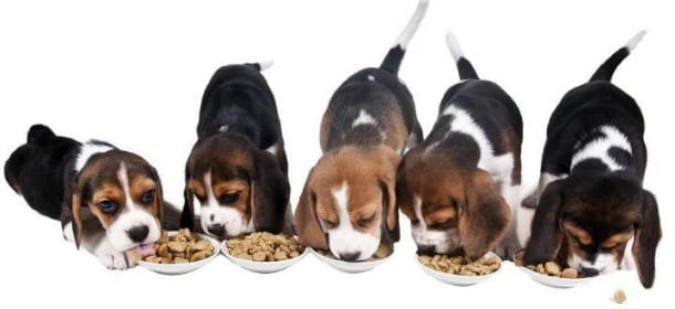 Cani: con orzo, tacchino macinato e verdure, si prepara un pasto da re