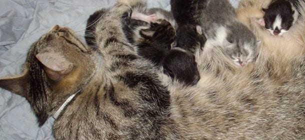 Un luogo "sicuro" e nervi saldi: ciò che occorre per aiutare la vostra gatta a partorire in casa