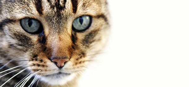 Vivere con un gatto è meraviglioso, per 13 ottime ragioni