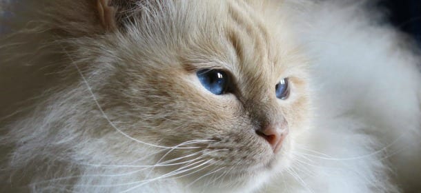 I gatti? Preferiscono le donne: anche per gli "agguati"