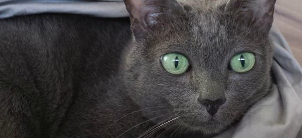 Korat, il gatto magico simbolo di fortuna e prosperità