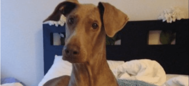 Mocha, il Doberman che ama mangiare orologi