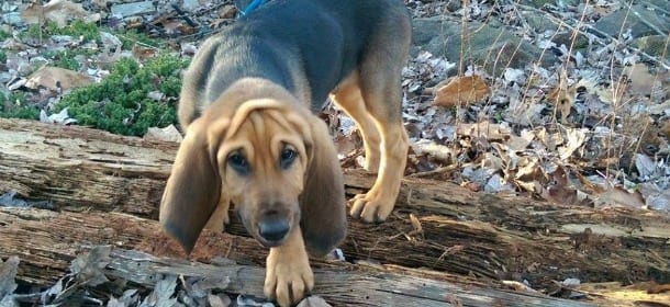 Nettuno, il cucciolo di Bloodhound che da grande farà il carabiniere