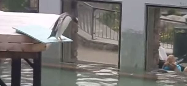 Il pinguino che ha paura di tuffarsi (e poi inciampa) [VIDEO]