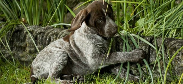 Bracco Tedesco, il cane da caccia innamorato della sua famiglia