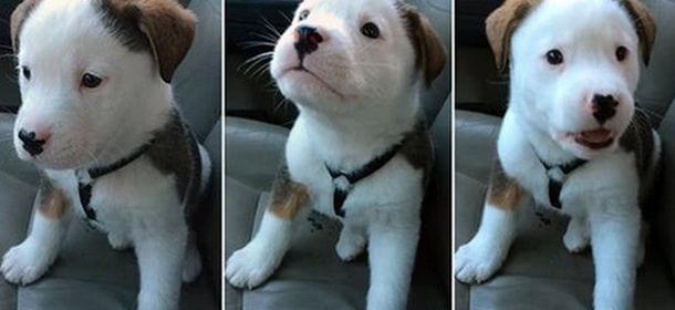 Buck, il cane che ha paura del suo stesso singhiozzo [VIDEO]