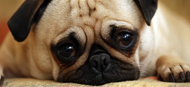 Cani e avvelenamento: come capire se Fido ha mangiato un boccone killer