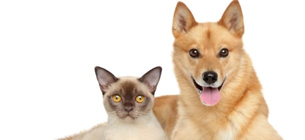 I cani sono meglio dei gatti, almeno sul fronte delle assicurazioni