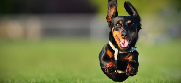 Il cane insegue il gatto? Si può farlo smettere con un semplice esercizio