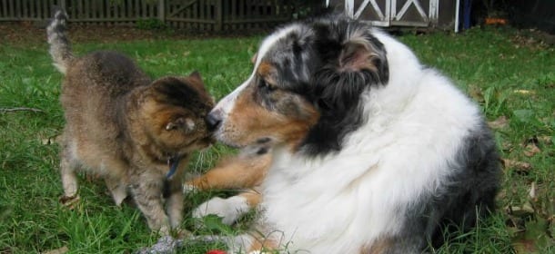 Ai cani non piacciono i gatti o sono i gatti a non amare i cani?