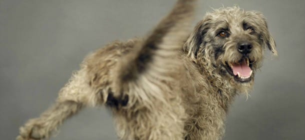 Come insegnare a un cane adulto a fare i bisogni fuori casa