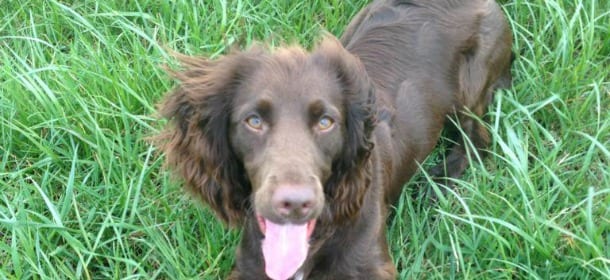 Cani e parassiti: come difendere Fido da zanzare, pulci e zecche