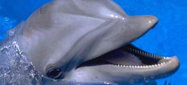 La Lav con il biologo Joan Gonzalvo: "In Italia i delfini non sono più delfini"
