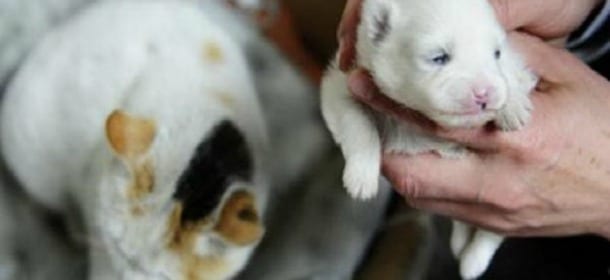 Gatta partorisce un Chihuahua, l'appello del proprietario: "Studiate il mio caso"