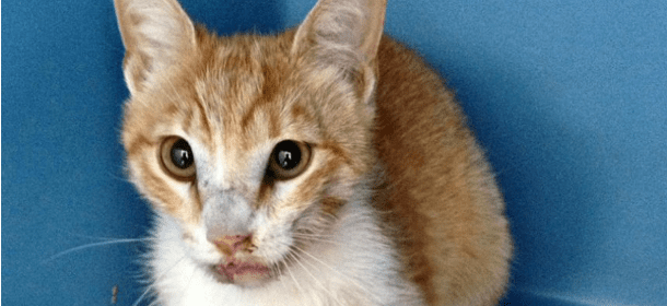 Voleva seppellire vivo il suo gatto dopo un incidente: è successo in Brianza