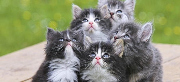 Gatti: le 10 razze più amate dalle famiglie