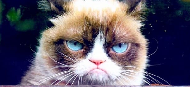 Grumpy Cat, il gatto "imbronciato" diventa un fumetto