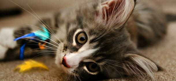 Gatti: 10 cose che detestano e che noi non consideriamo