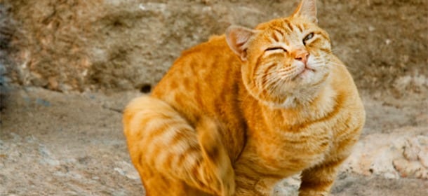 Gatti, pulci e zecche sono fra i nemici peggiori. Guida agli antiparassitari