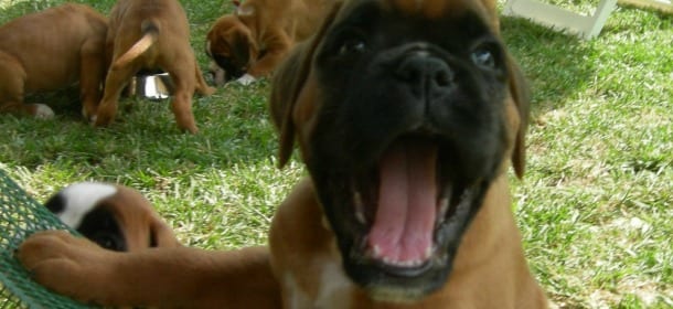 Perché i cani sbadigliano?