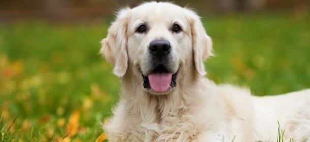 Cani e spighe, un pericolo spesso sottovalutato ma reale