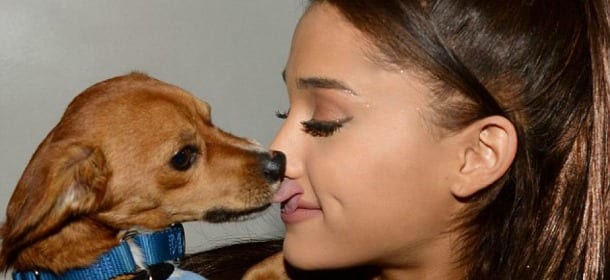 Il cane di Ariana Grande debutta nella moda: Toulouse testimonial delle borse Coach