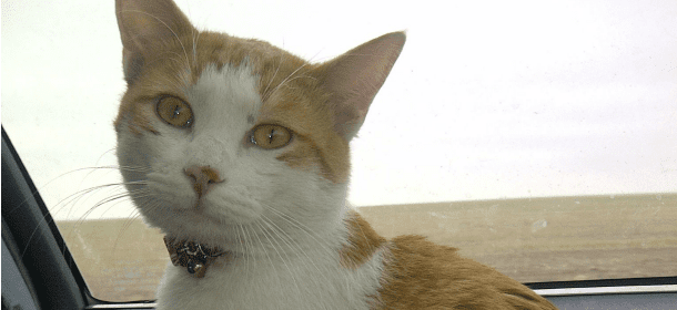 I collari con le campanelle? Rendono i gatti nervosi e danneggiano il loro udito