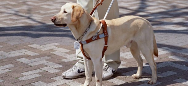 Benito, il cane guida che ha ridato il sorriso ad Antonio