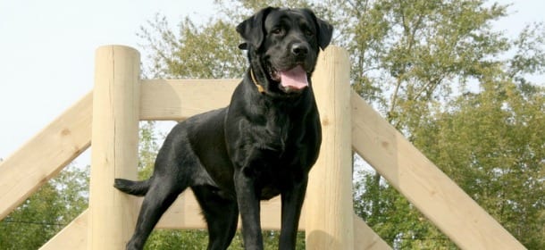 Il cane cade nel fiume per rincorrere la palla. Il proprietario si tuffa e lo salva