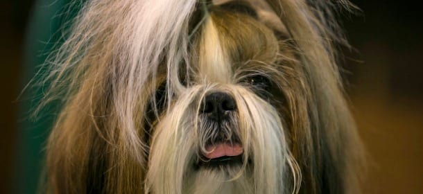 Fa sesso col cane per vendicarsi della moglie e quasi lo uccide: arrestato