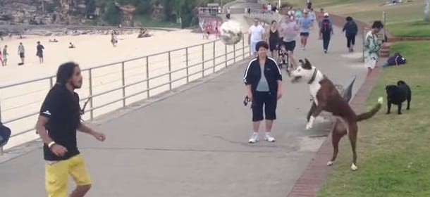 Il cane che palleggia col padrone: colpi di testa a gogò