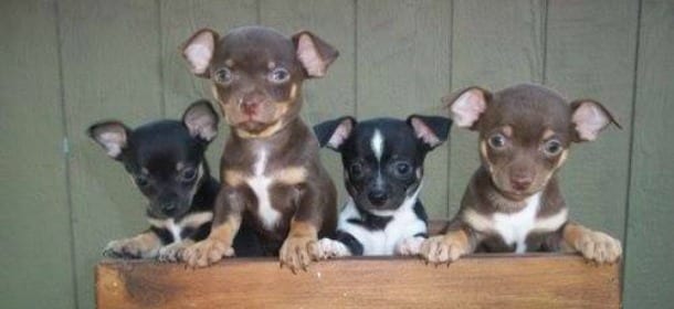 Chihuahua: scoperti due allevamenti abusivi nel torinese. Sequestrati 43 cani