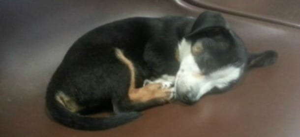 Chiedeva l'elemosina con il cane, sequestrato dalle guardie zoofile: "Non date loro soldi"