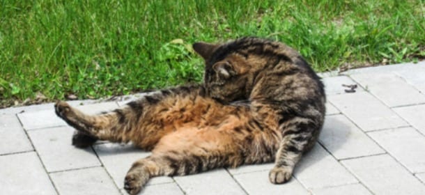 Il gatto non smette di grattarsi? Potrebbe essere dermatite allergica da contatto