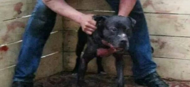 Combattimenti tra cani a Napoli: denunciati gli autori del video shock. Uno è minorenne