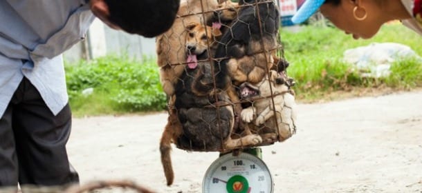 Cina, Festival della carne di cane: 10 mila vittime in un giorno
