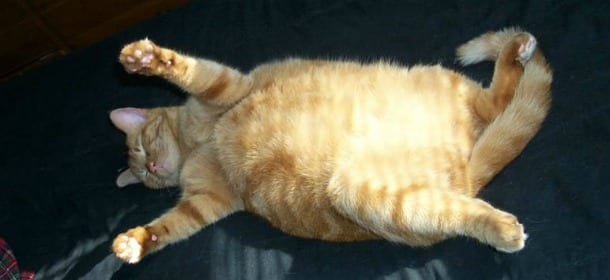 Il gatto ha qualche chilo di troppo? Come aiutarlo a tornare in forma in poche mosse