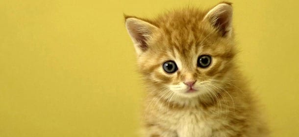 Sale sul tetto per salvare il gatto e cade: grave una donna di 41 anni