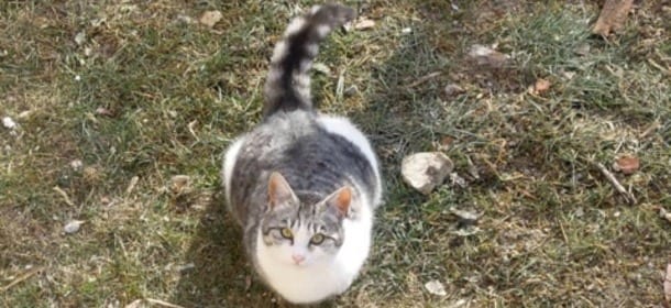 Ha ucciso 15 gatti con un'accetta. Condannato il "macellaio" di San Vito