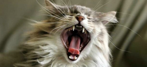 Gatto arrabbiato caccia il proprietario di casa. Lui chiede aiuto alla polizia
