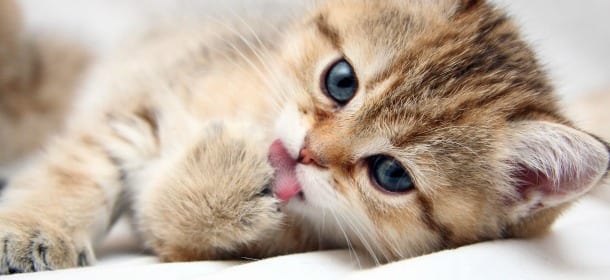 Il cervello dei gatti funziona come quello dei loro proprietari